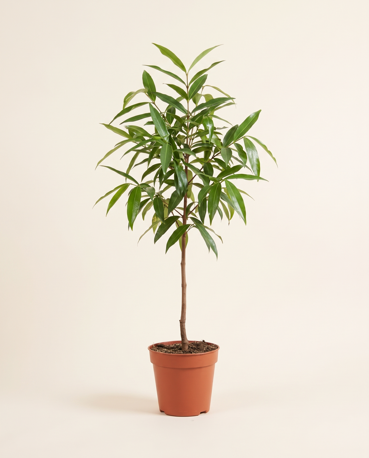 Water Apple (Rose Apple) Tree تفاح مائي