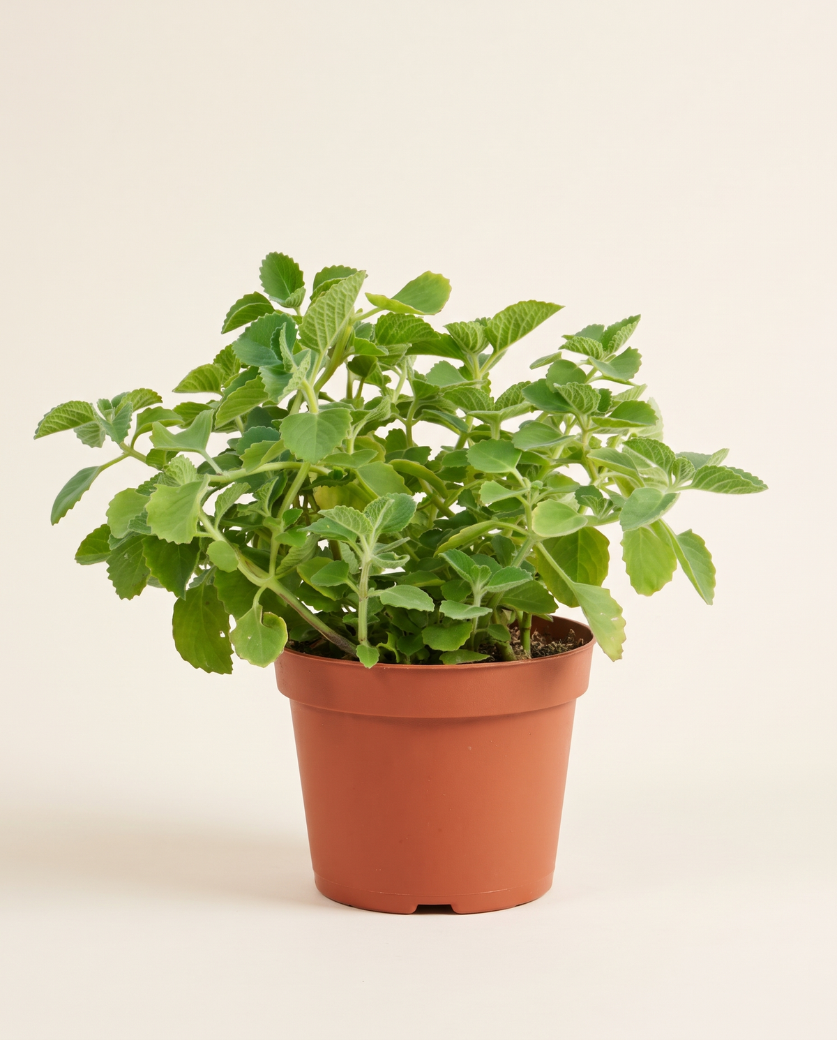 Za'atar American - Herbs زعتر