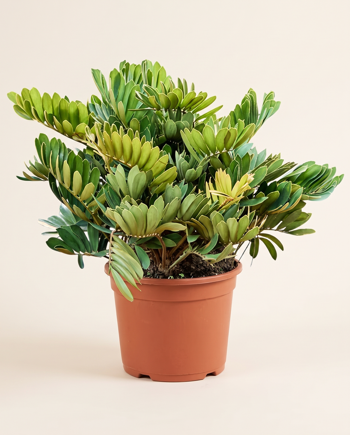 Zamia Furfuracea زاميا