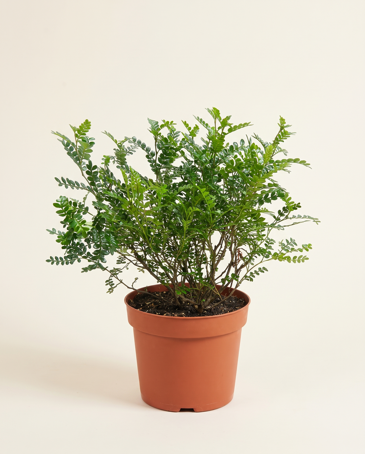 Zanthoxylum Beecheyanum – 60 cm Height زانثوكسيلوم