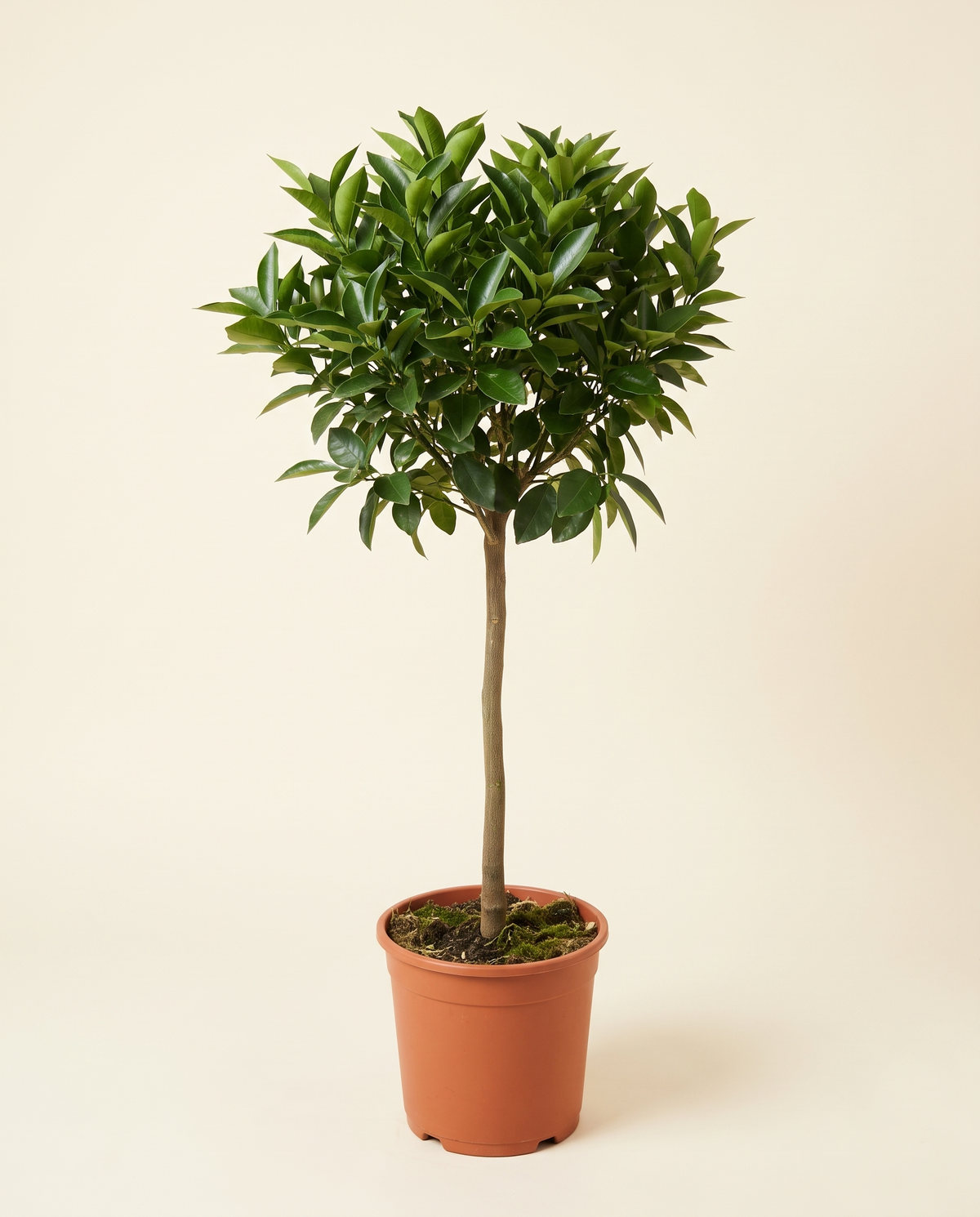 Orange 'Maa Wardi' Tree برتقال ماء وردي