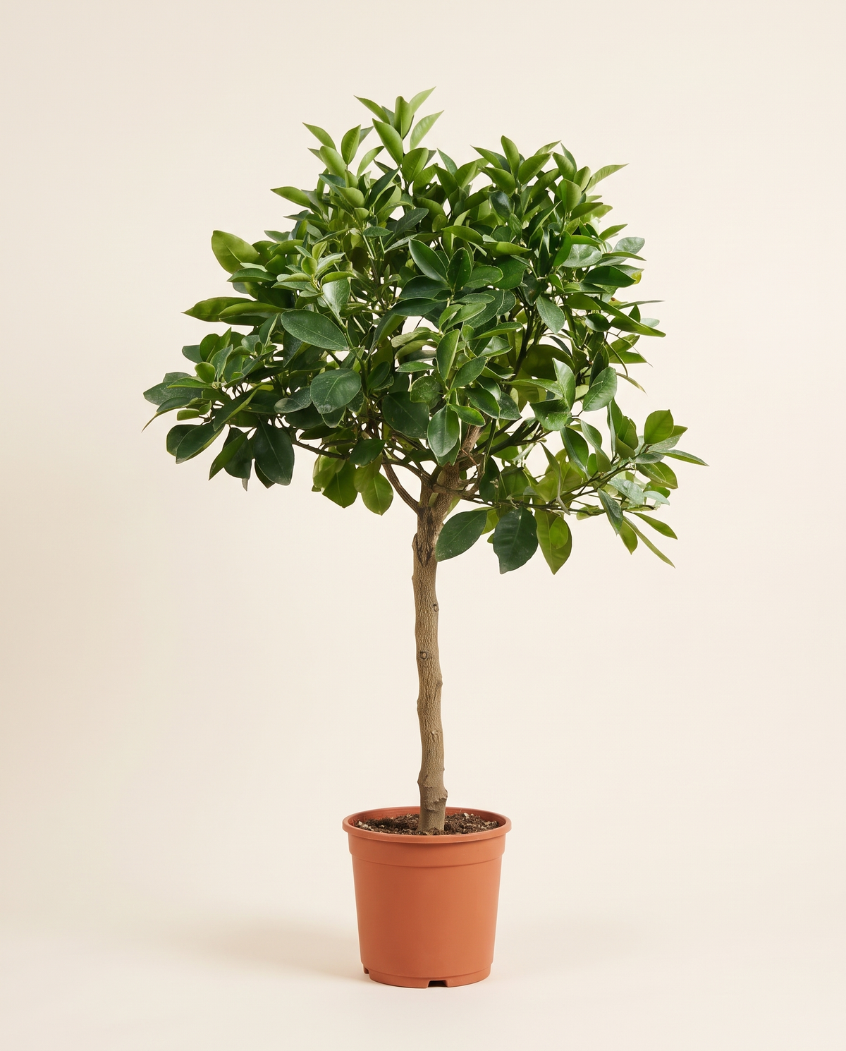 Mandarin Tree أفندي مندرين