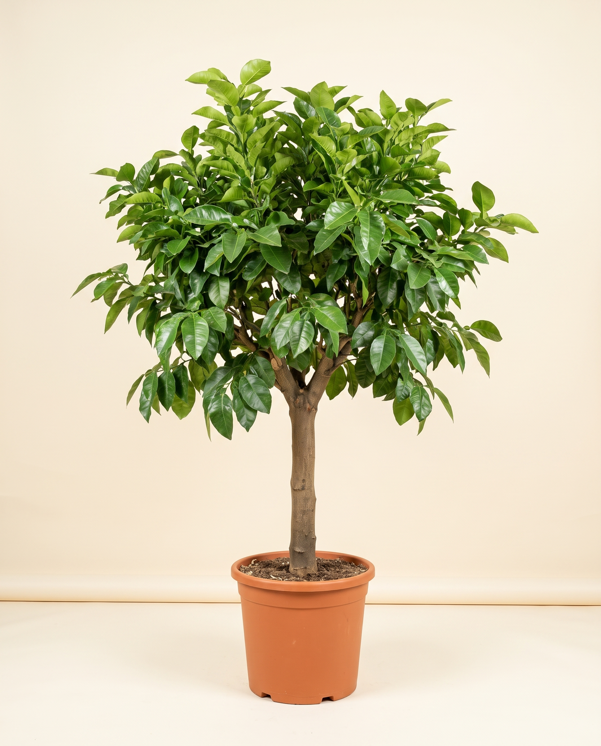 Pomelo Tree بوميلي