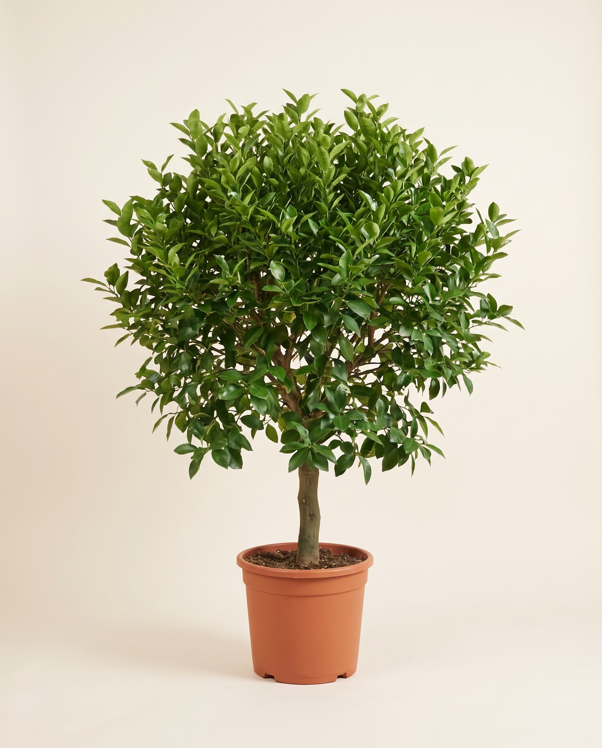 Mexican Lime Tree ليمون ماكسيكان