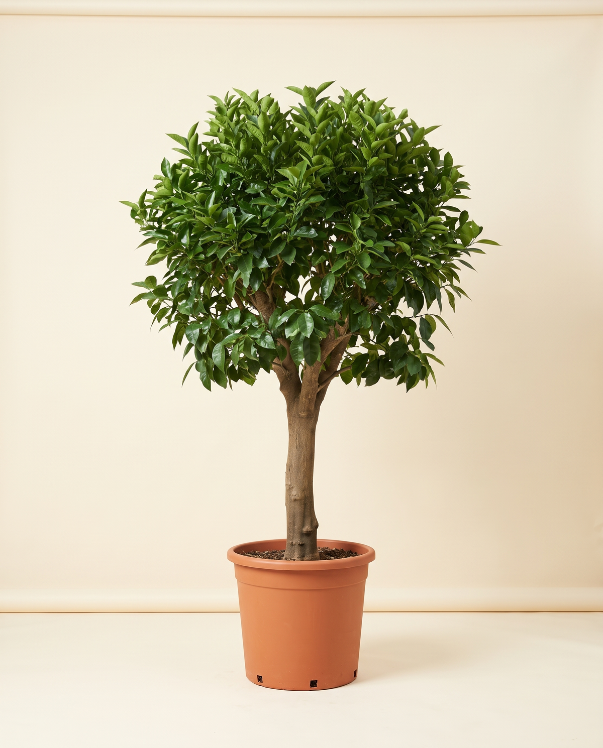Bearss Lime Tree ليمون بيرس