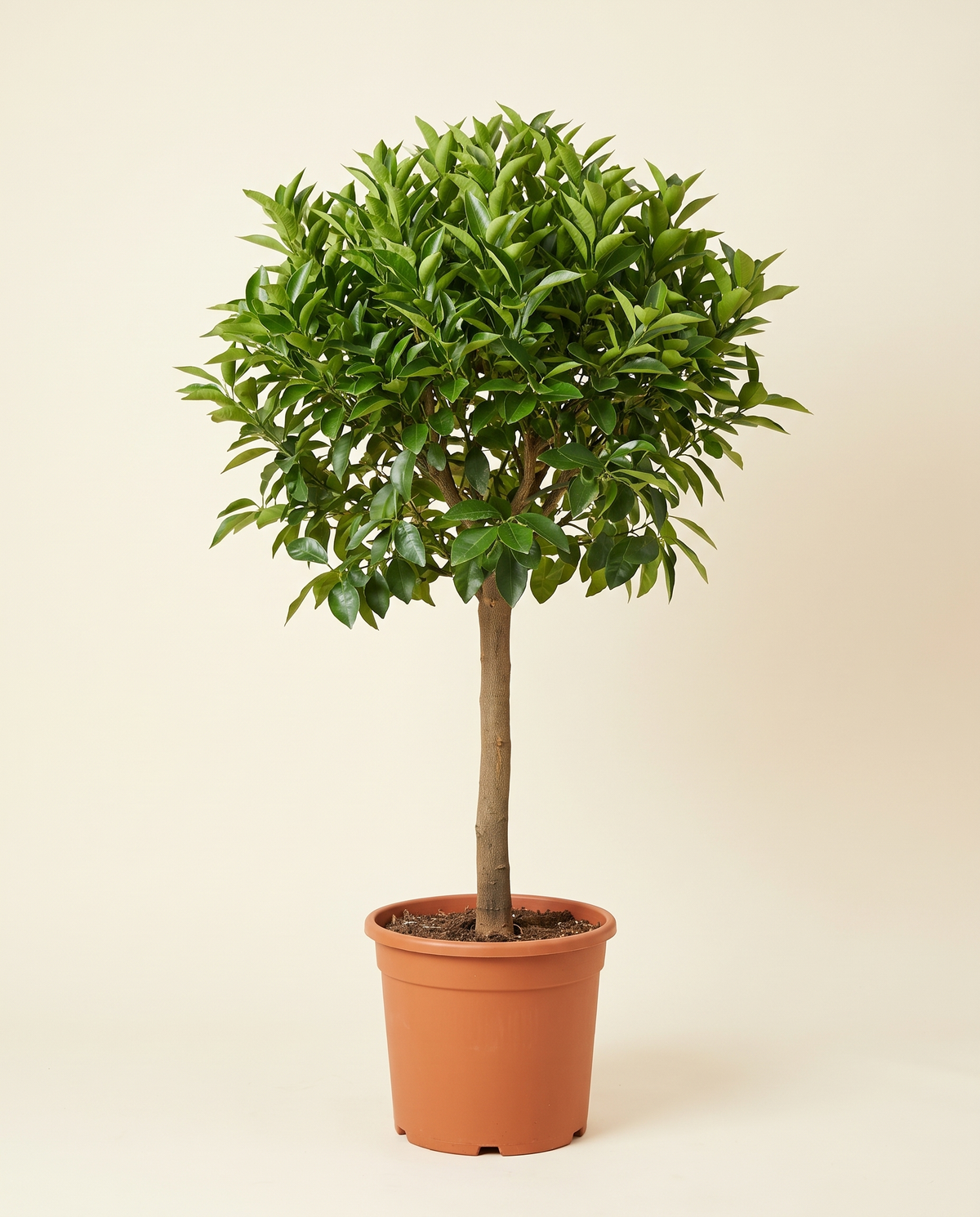 Baladi Mandarin Tree أفندي يوسفي بلدي