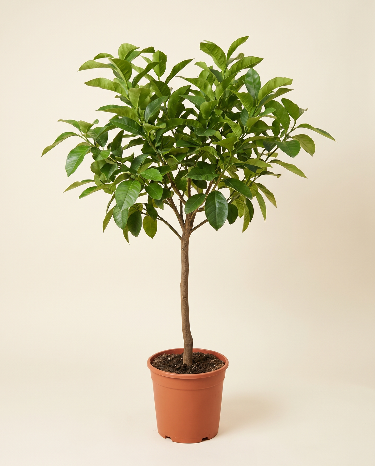 Citron Tree (Citrus medica) 130 cm ترنج