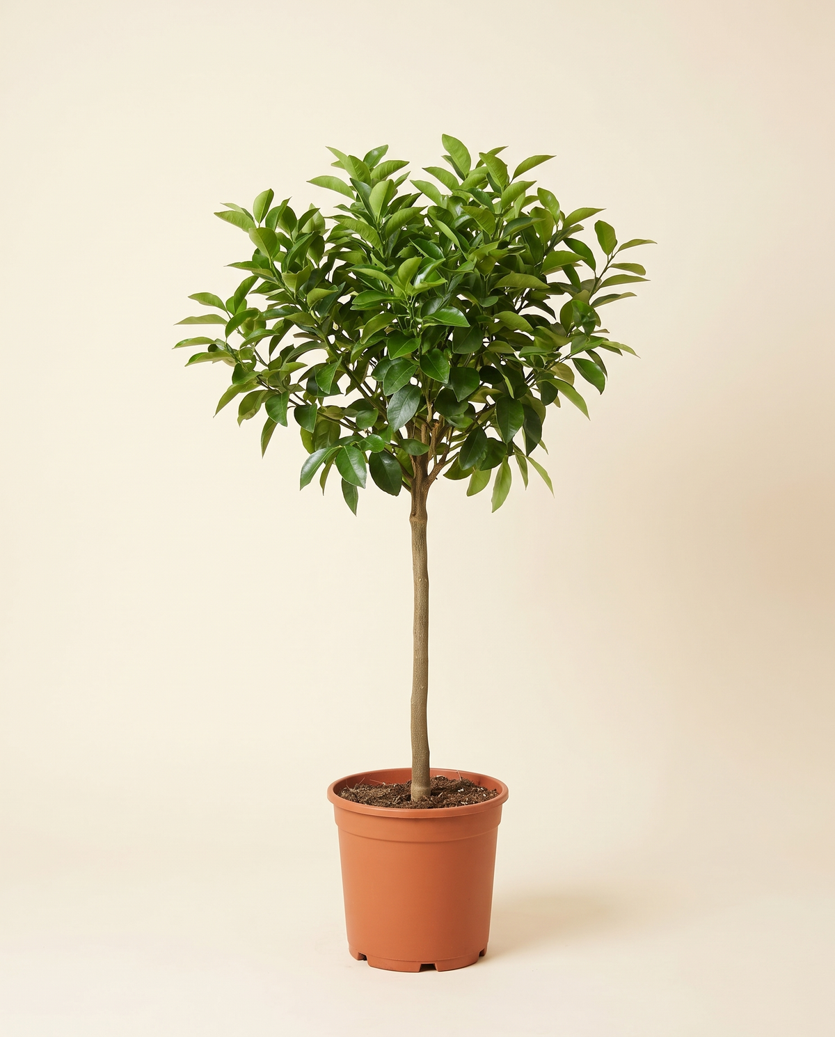 Palestinian Sweet Lime Tree لايم حلو فلسطيني
