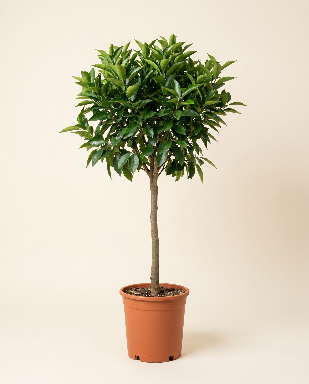 Maltese 'BB' Blood Orange Tree شجرة برتقال مالطي بي بي