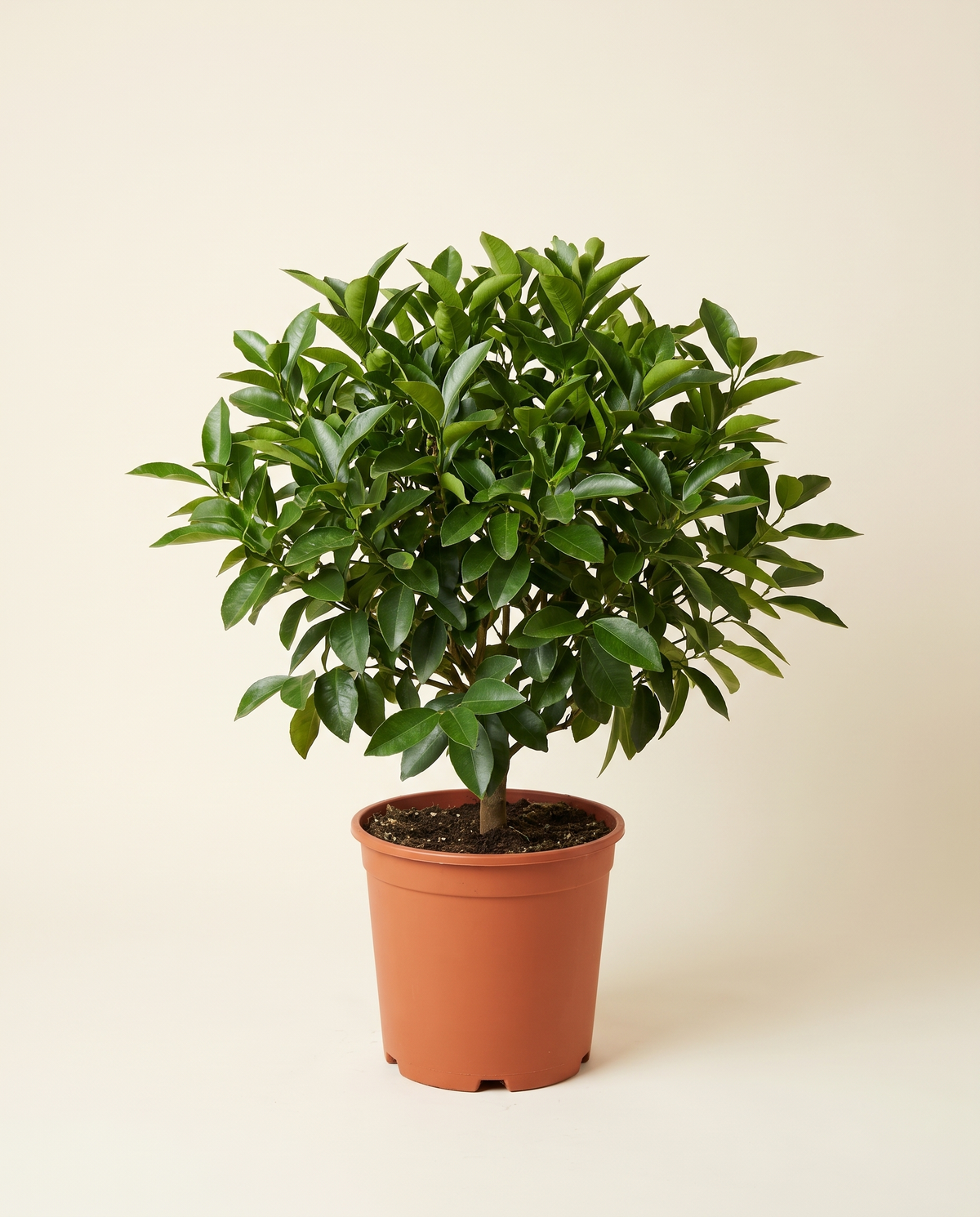 Meyer Lemon Tree ليمون ميار