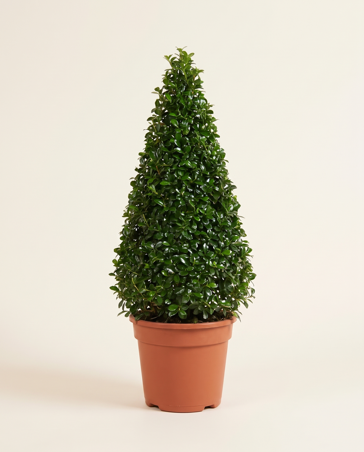 Carmona Cone Topiary (Young) كارمونا