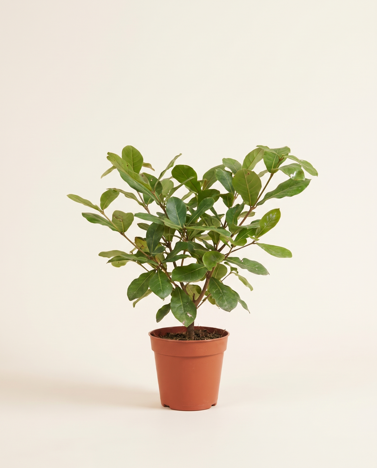 Terminalia ترمينيليا