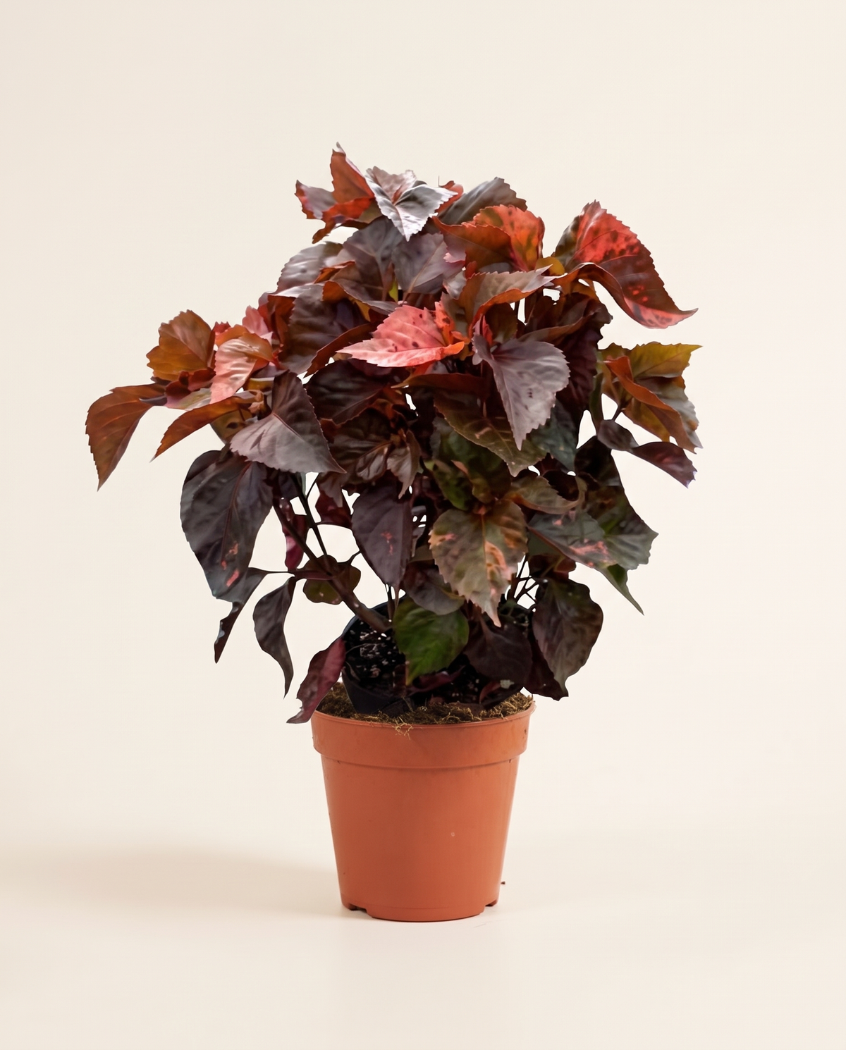 Acalypha أكاليفا (أوراق النحاس)
