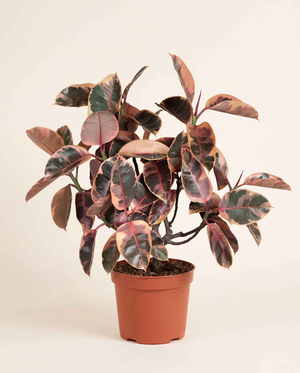 Ficus Elastica Ruby Tree H 100 cm-120 cm فيكس المطاط