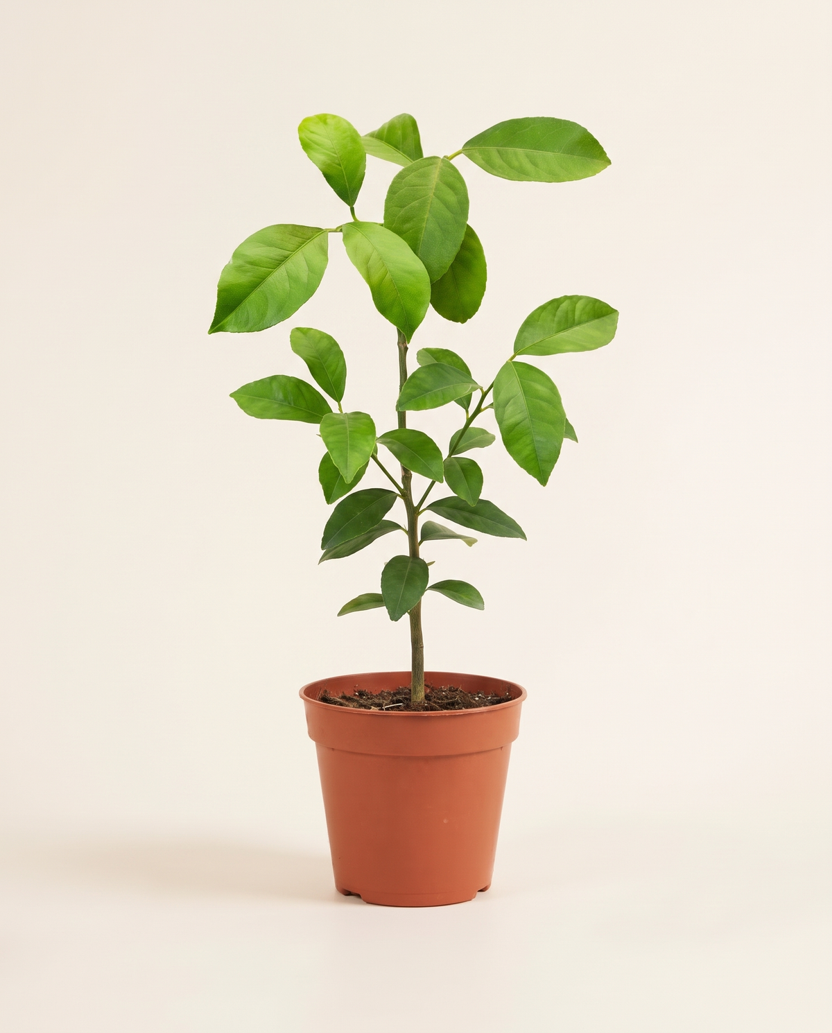 Cinchona Lemon 14cm ليمون
