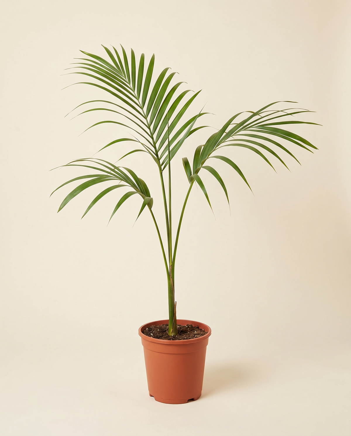 Roystonea Regia 25cm النخيل الملكي