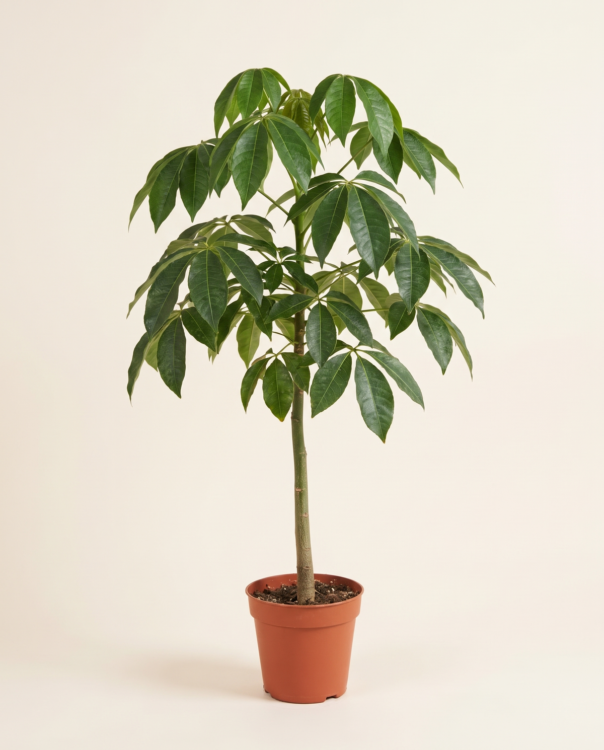 Chorisia 25cm شوريزيا