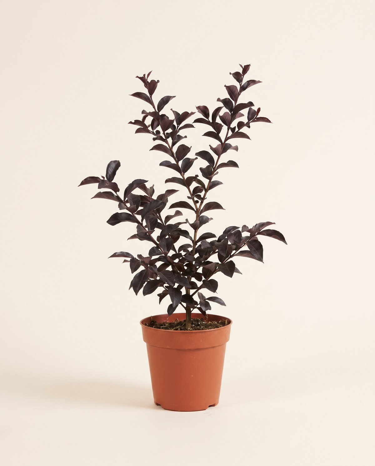Lagerstroemia Black Diamond (Red) 25cm لاجرستروميا بلاك دايموند