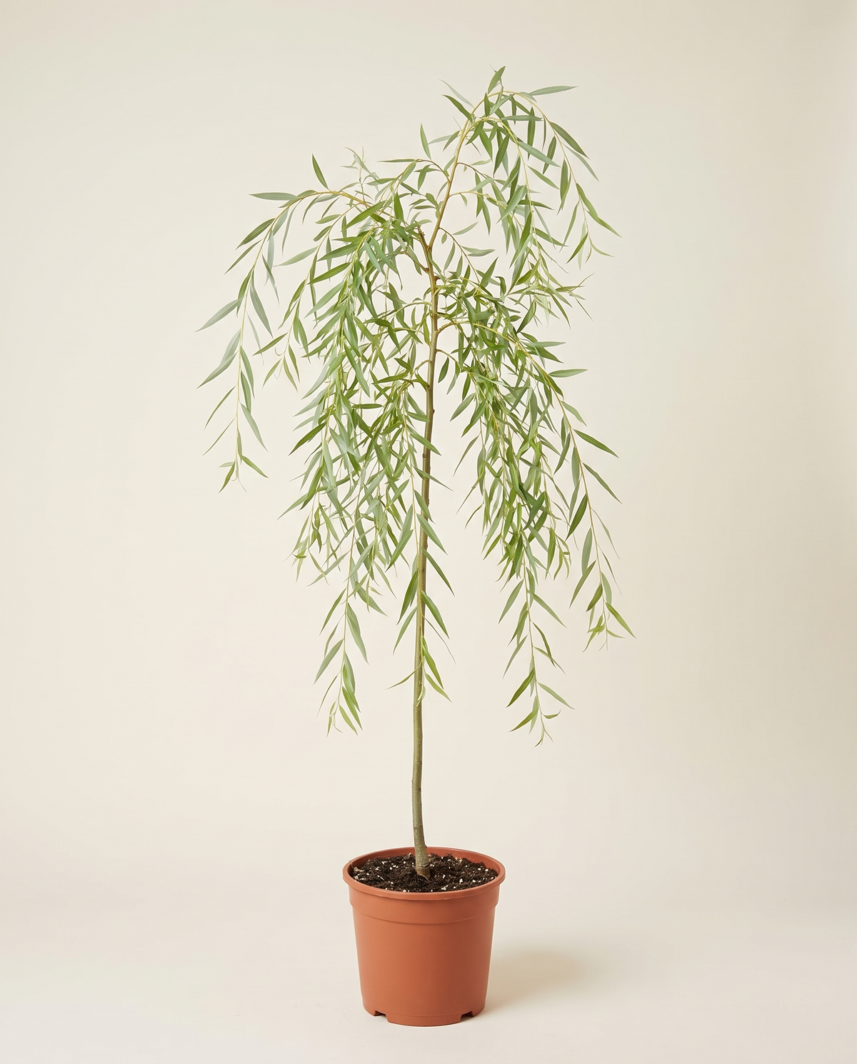 Sufsaf 25cm صفصاف