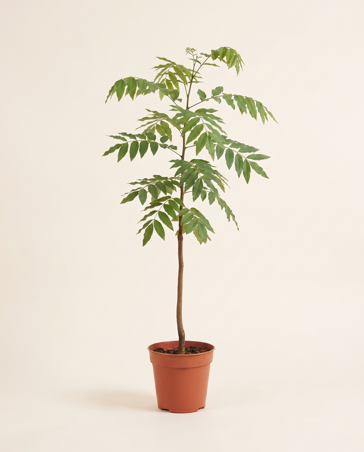 Cassia Arabica 14cm كاسيا