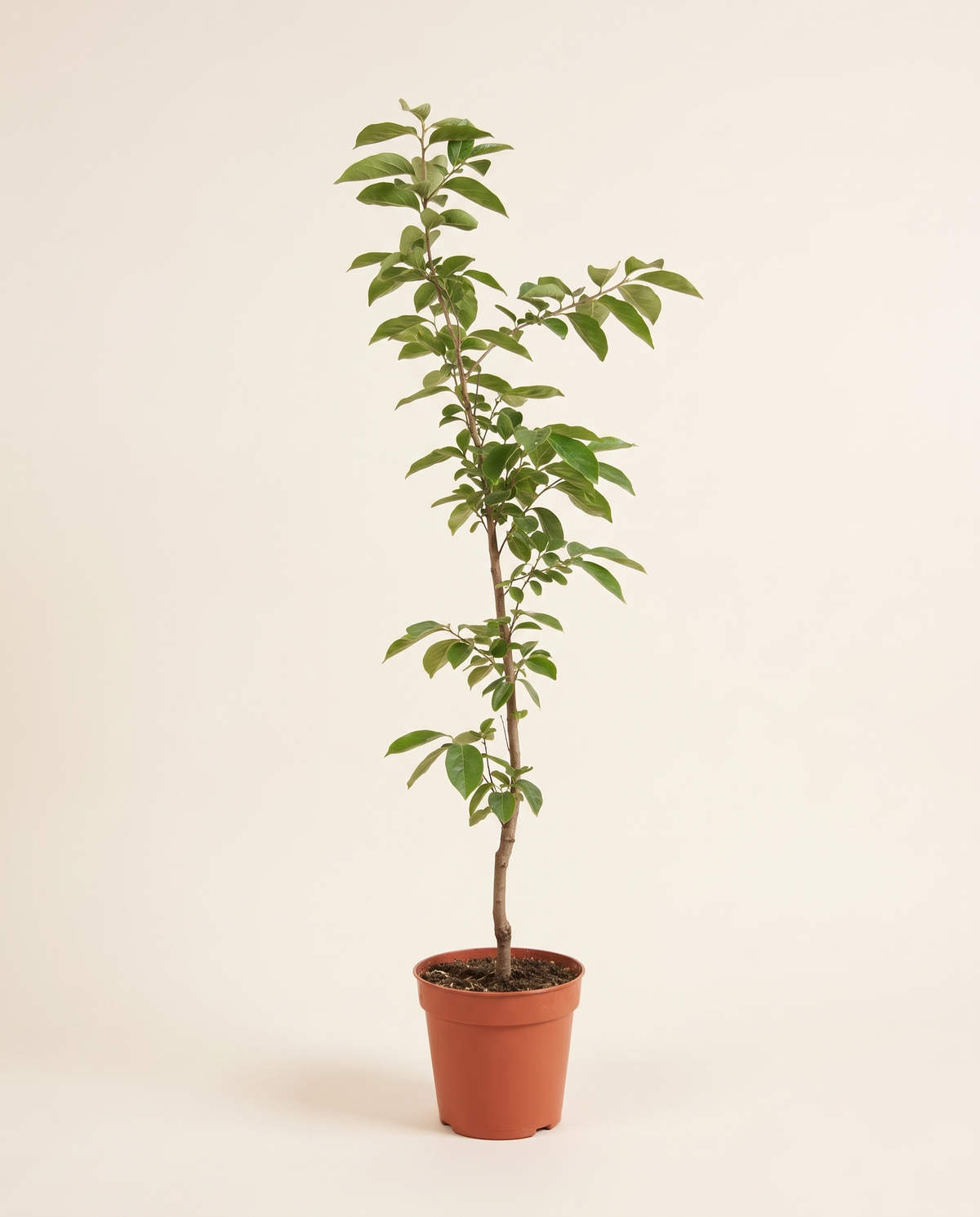 Kaka 25cm كاكا