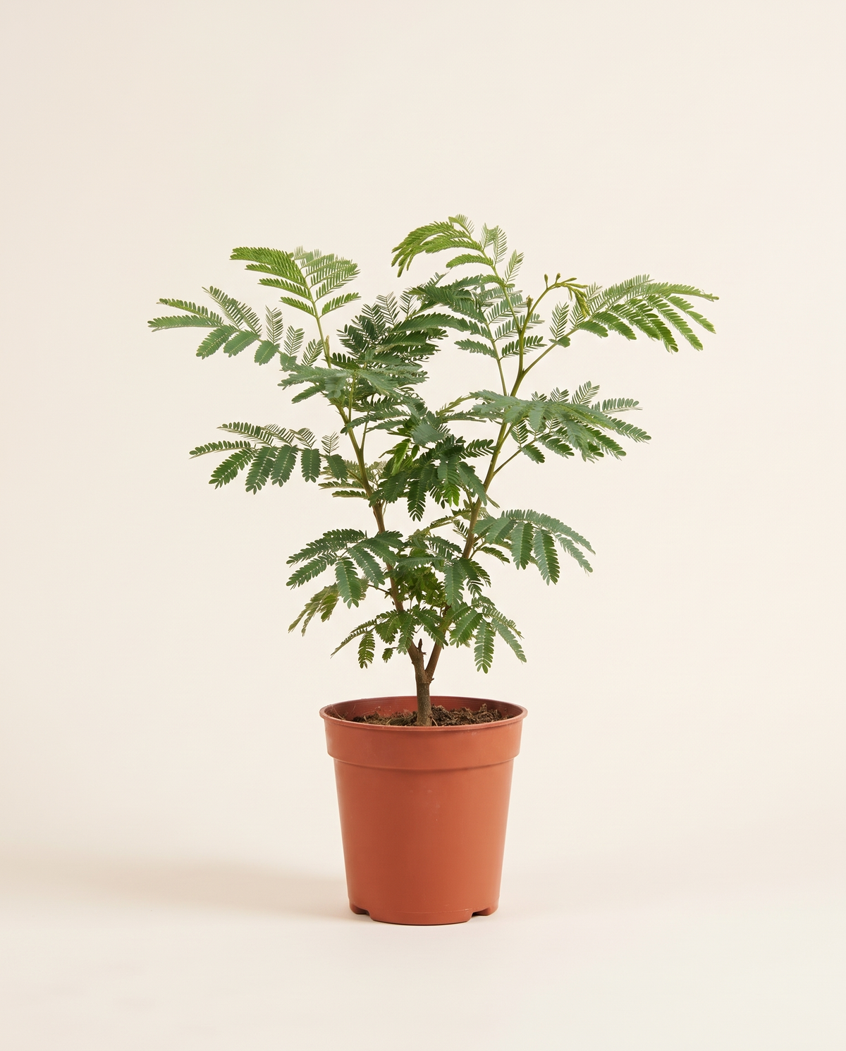 Acacia Arabica 25cm أكاسيا