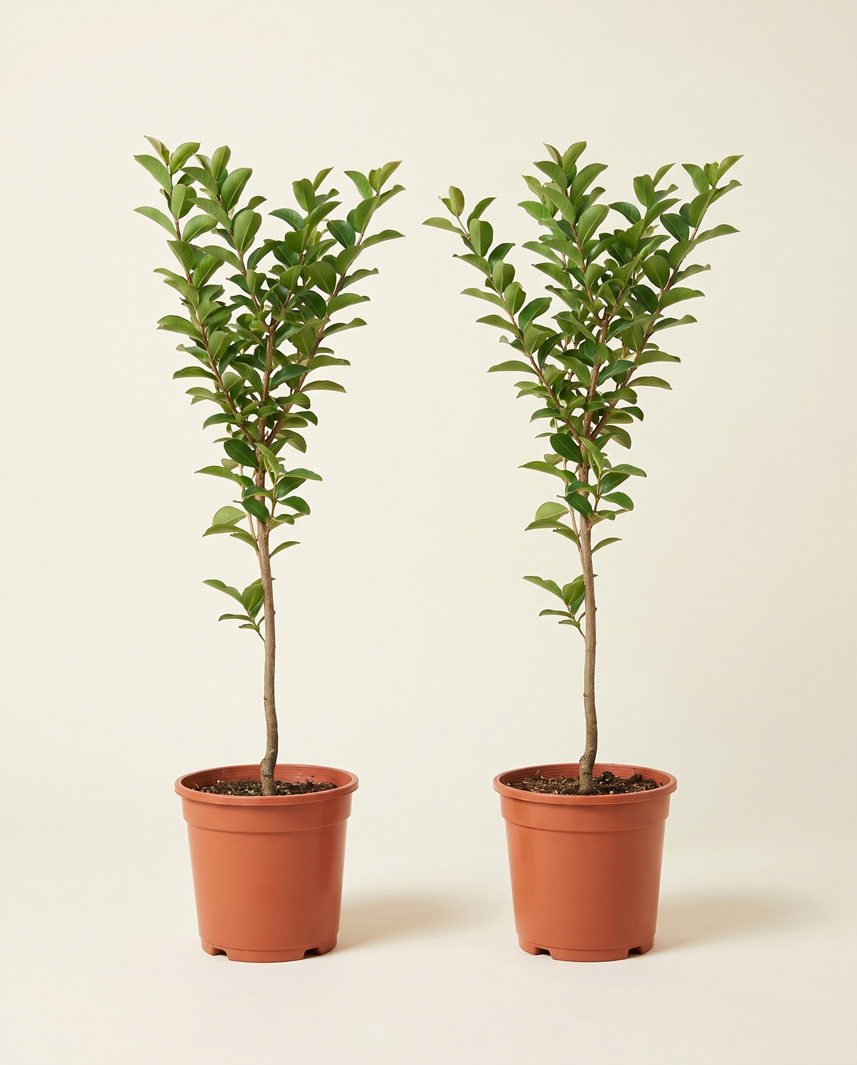 Lagerstroemia Indica - 2pcs لاجستروميا (تمر حنا)