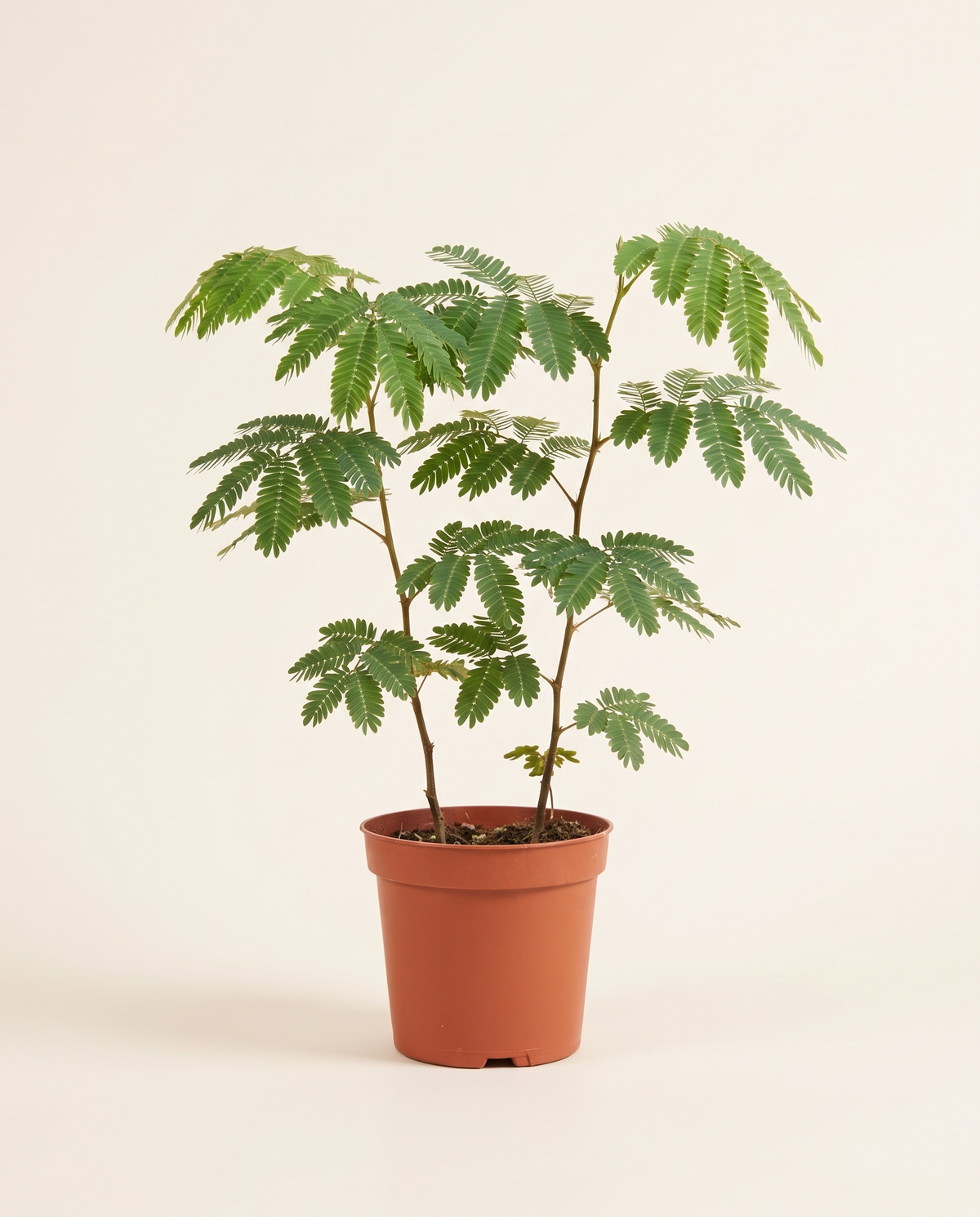 Mimosa 14cm المستحية
