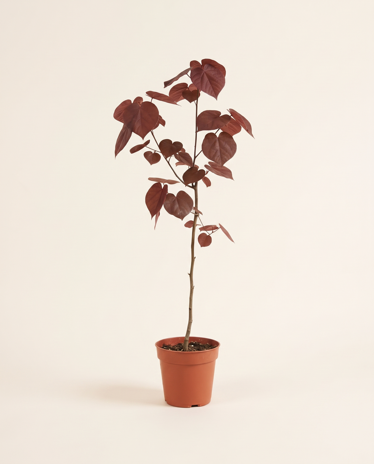 Ibiscus tiliaceus rubra / Red leaf cottonwood هيبسكس ساحلي