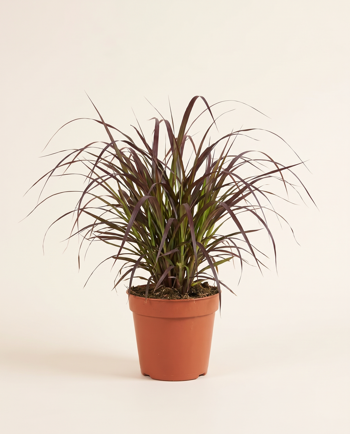 Pennisetum Red 14cm حشيشة النافورة
