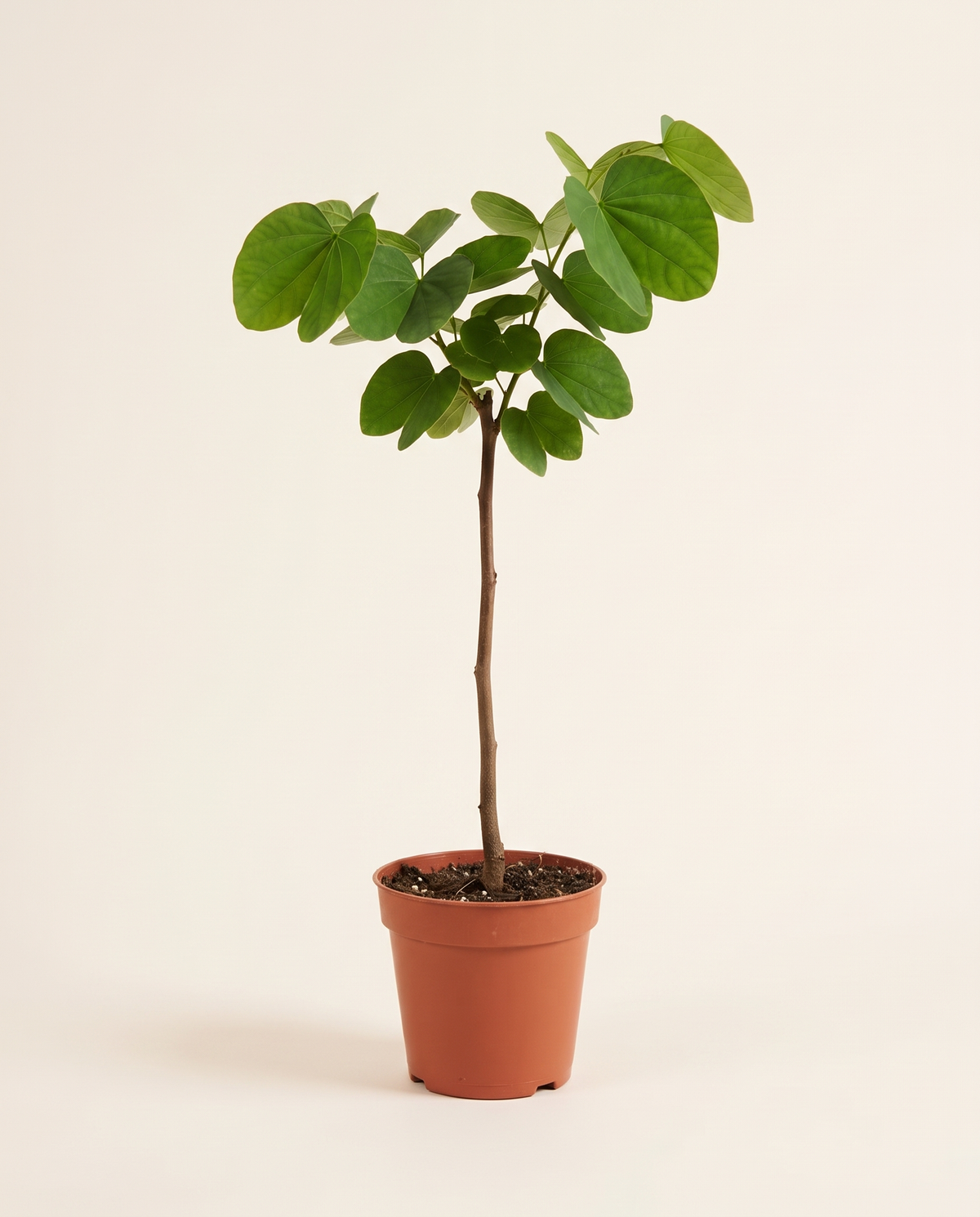 Bauhinia 25cm بوهينيا