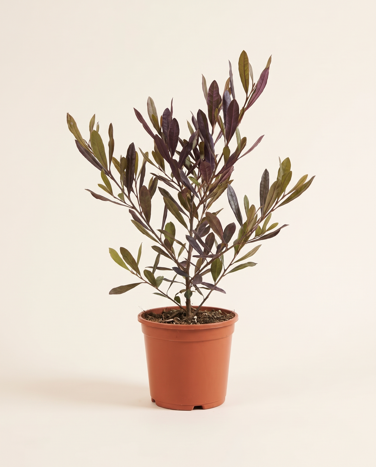 Didonia 14cm دودونيا
