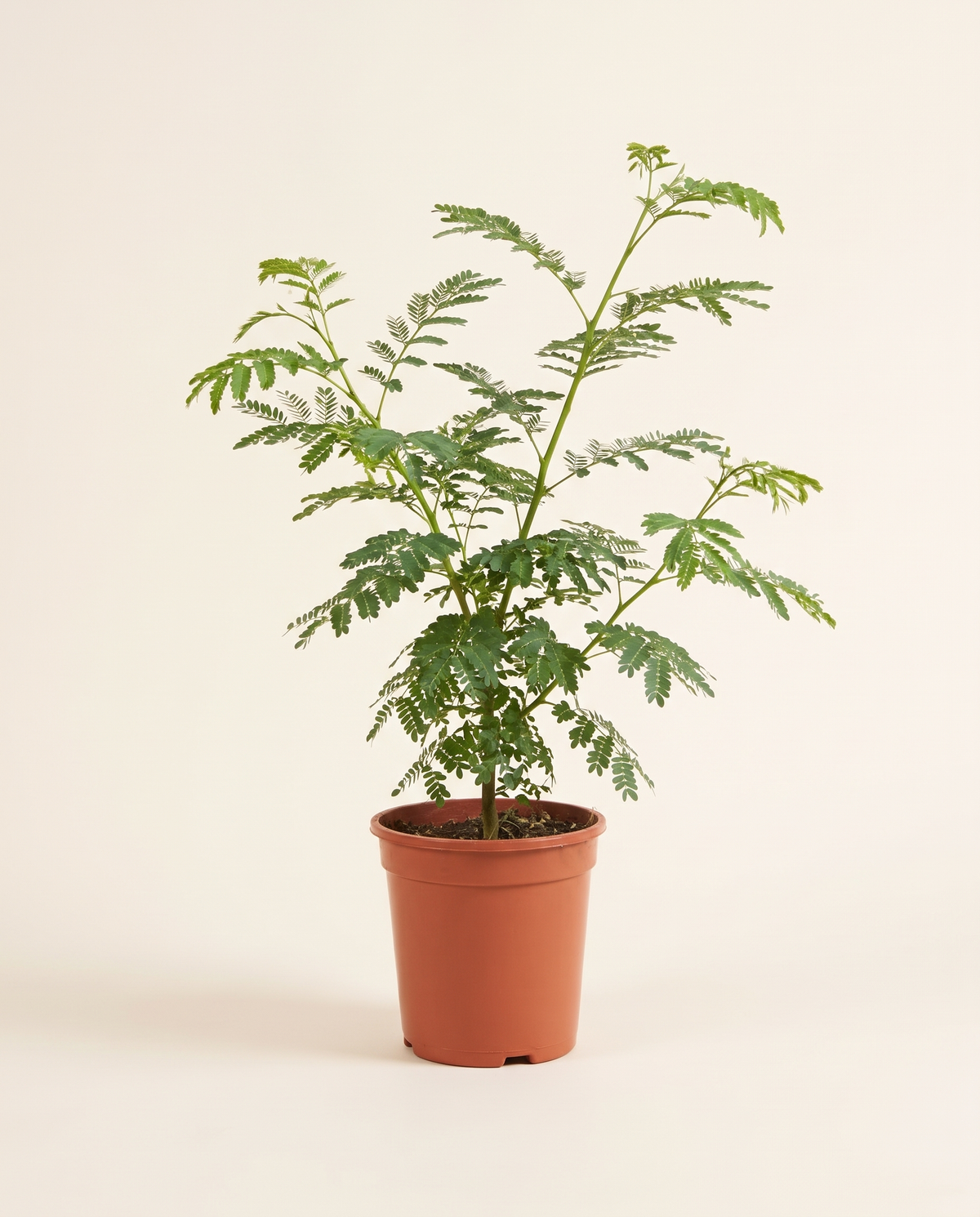 Cercidium – 120 cm Height