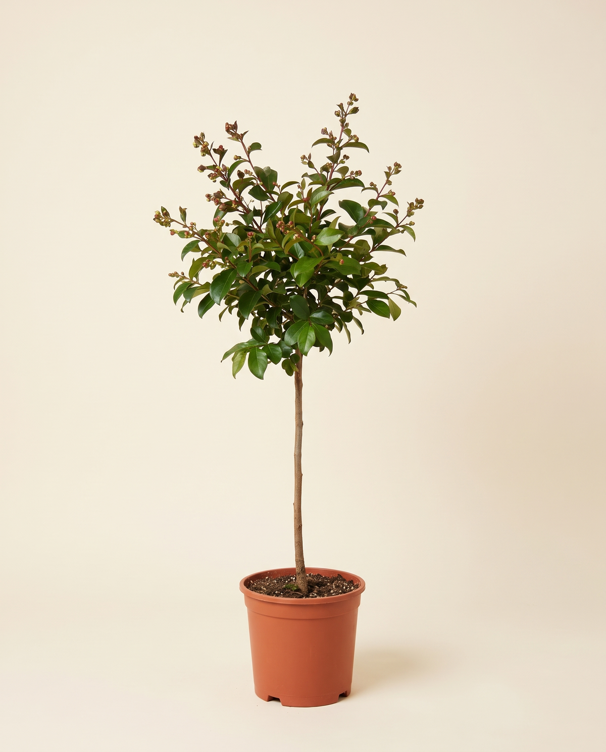 Lagerstroemia Purple 25cm