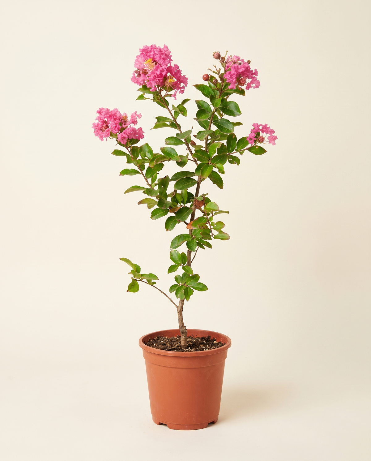 Lagerstroemia Indica (Pink) 25cm لاجستروميا (تمر حنا)