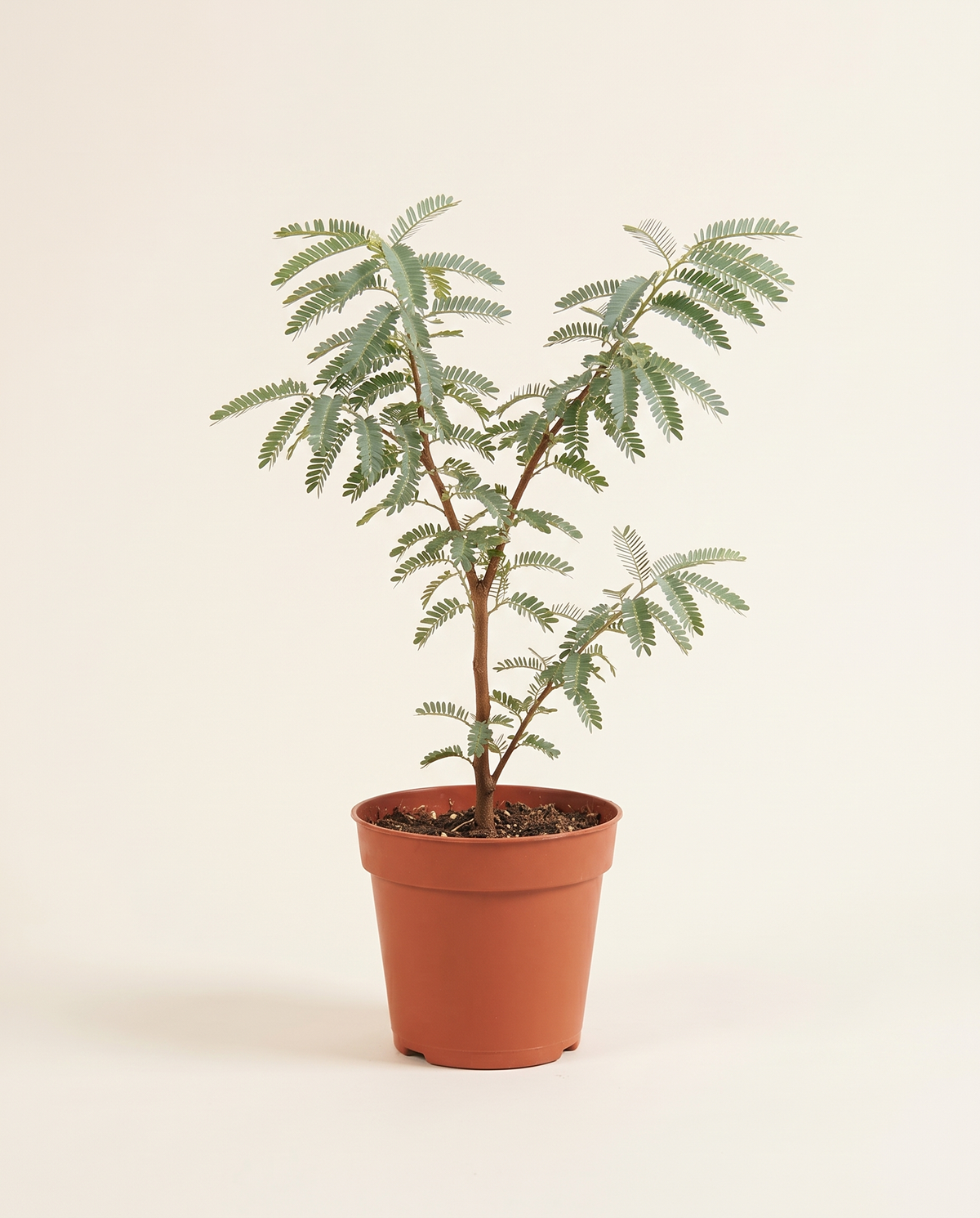 Prosopis Species Tree غاف (مسكيت)