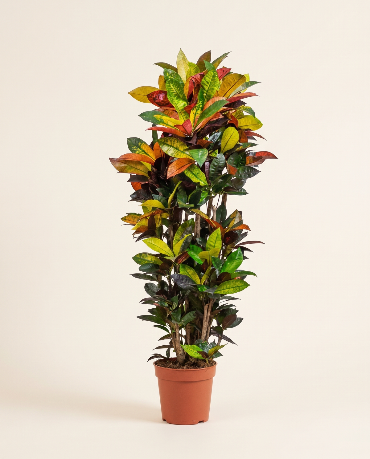 Codiaeum Iceton Bush (Young) كوديوم آيستون