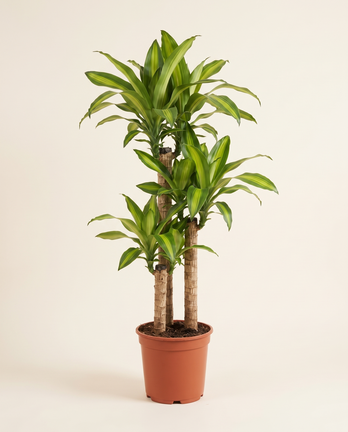 Dracaena Massangeana Branched Tree دراسينا ماسانجيانا