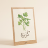 Coriander Seeds for Spice Production