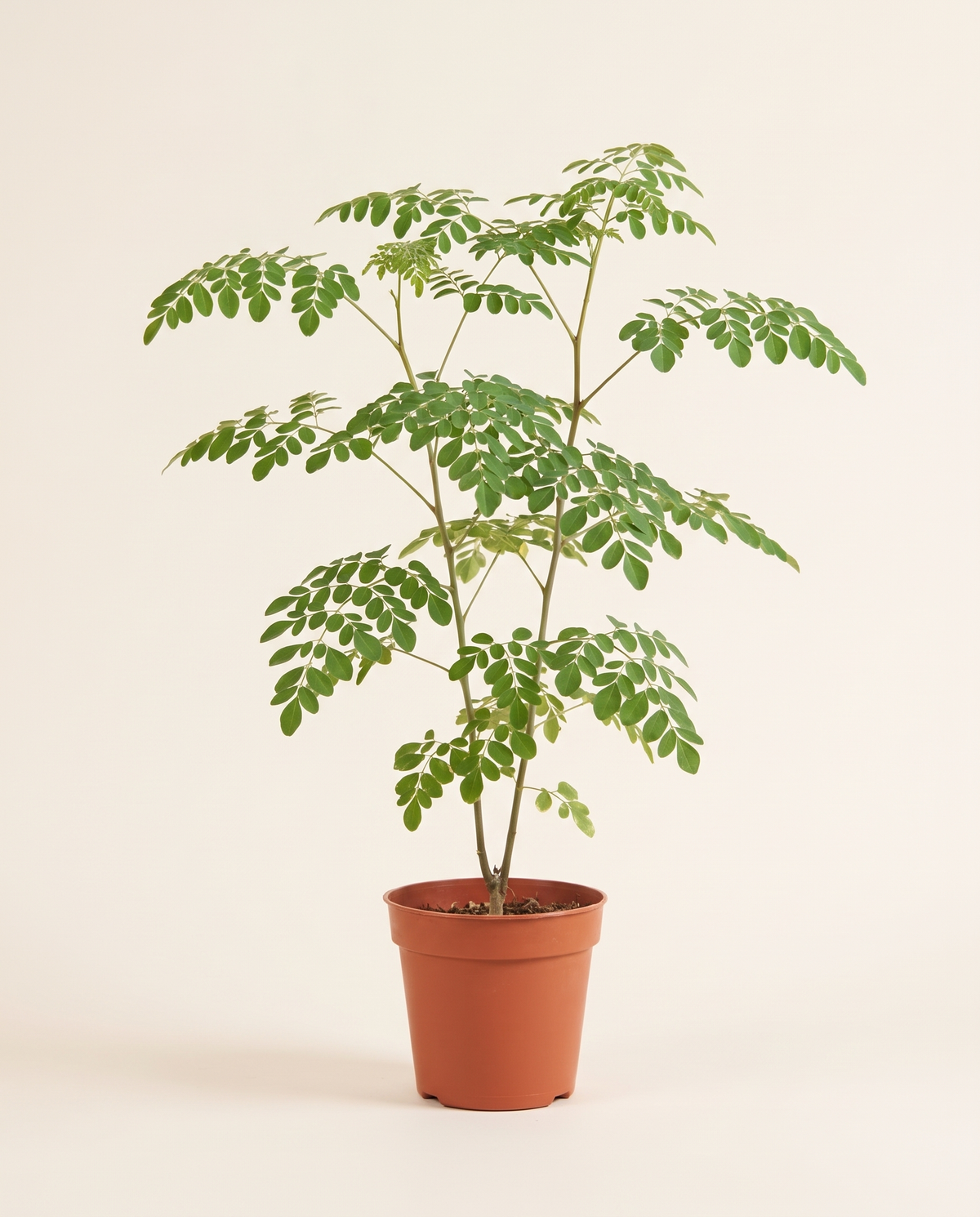Moringa plant مورينجا