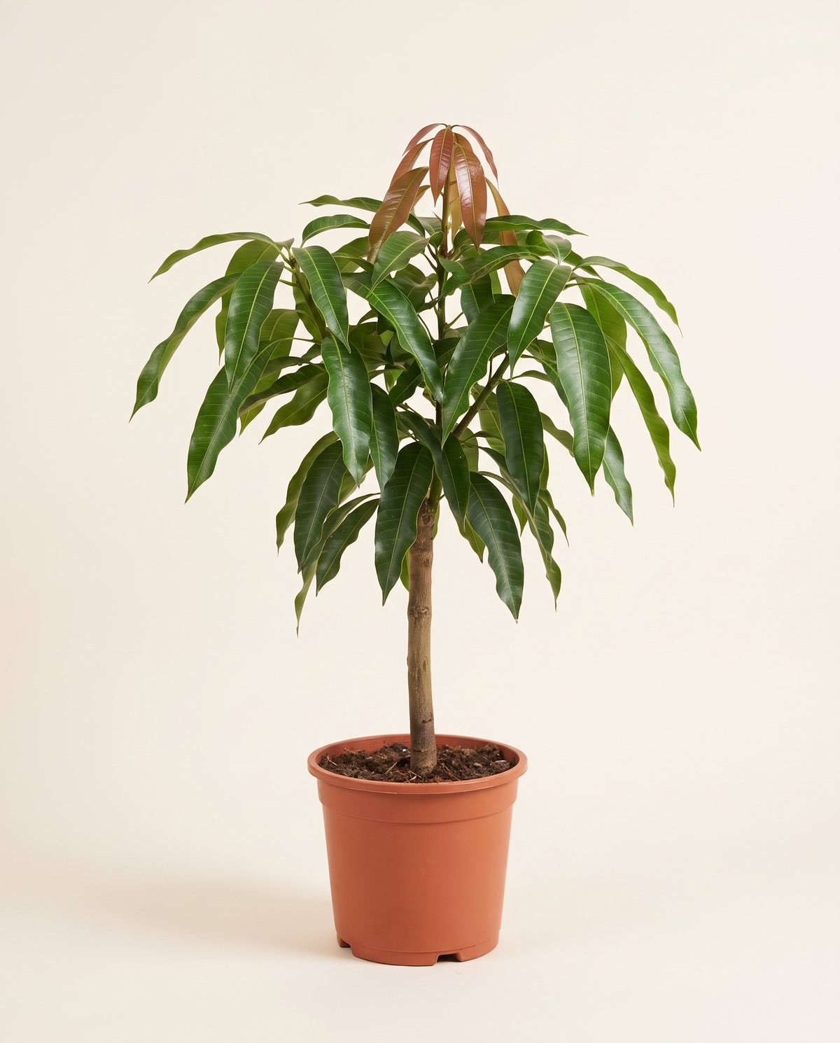 Mango Crimson Single Stem (Young) مانجو
