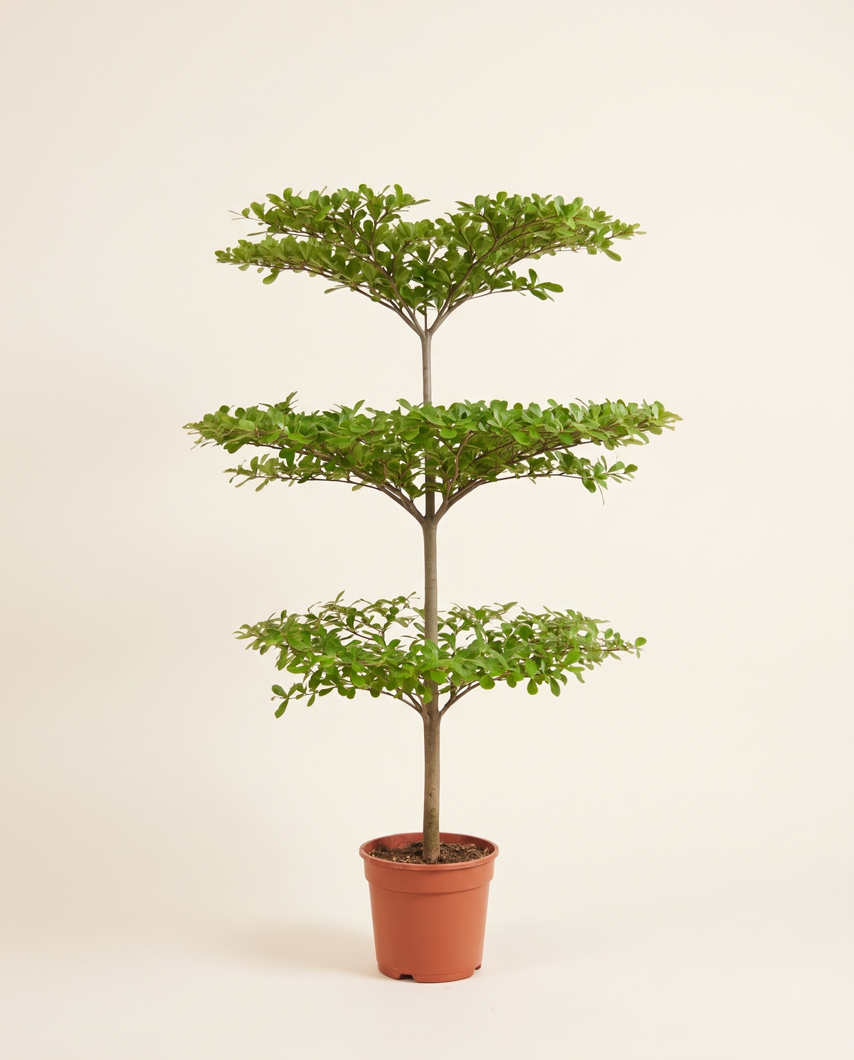 Terminalia Mentali تيرميناليا