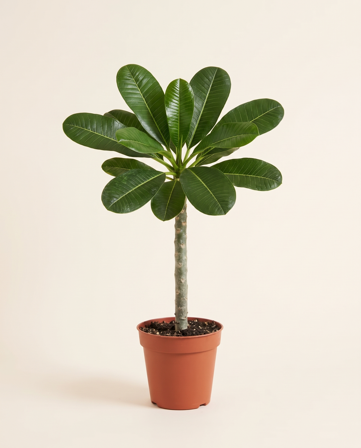 Plumeria Obtusa Single Stem (Young) بلوميريا
