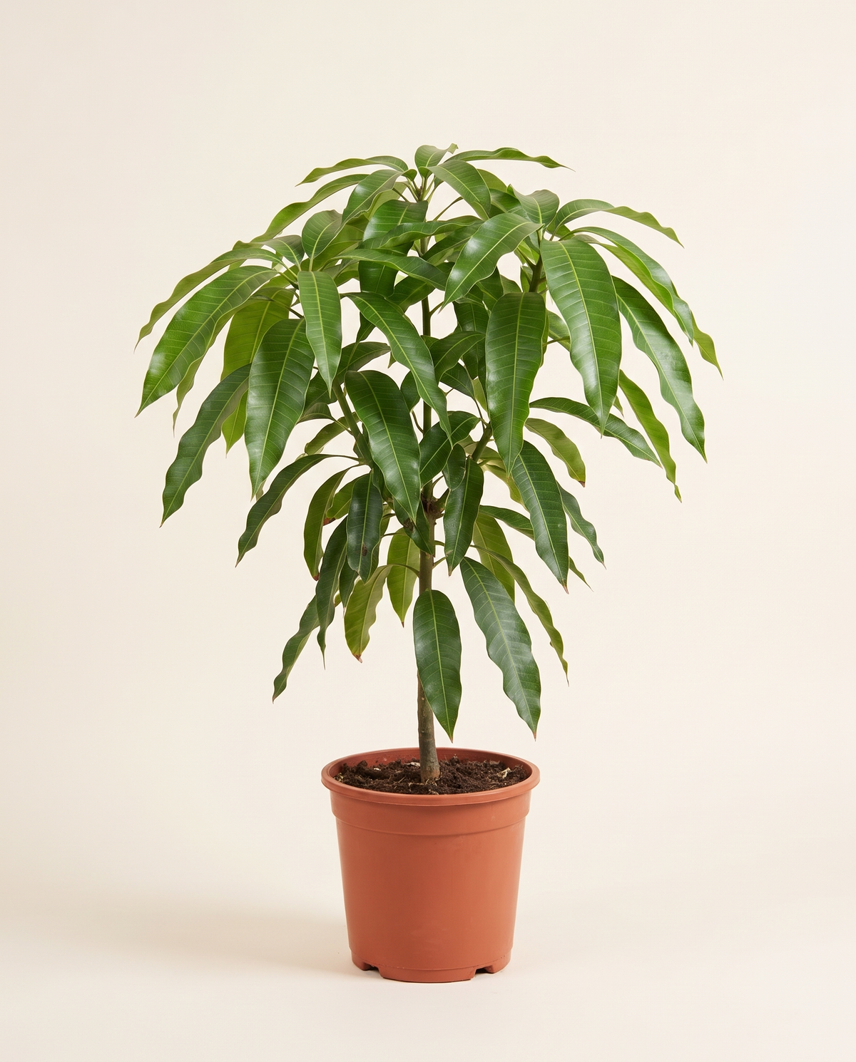 Mango R2 Single Stem (Young) مانجو