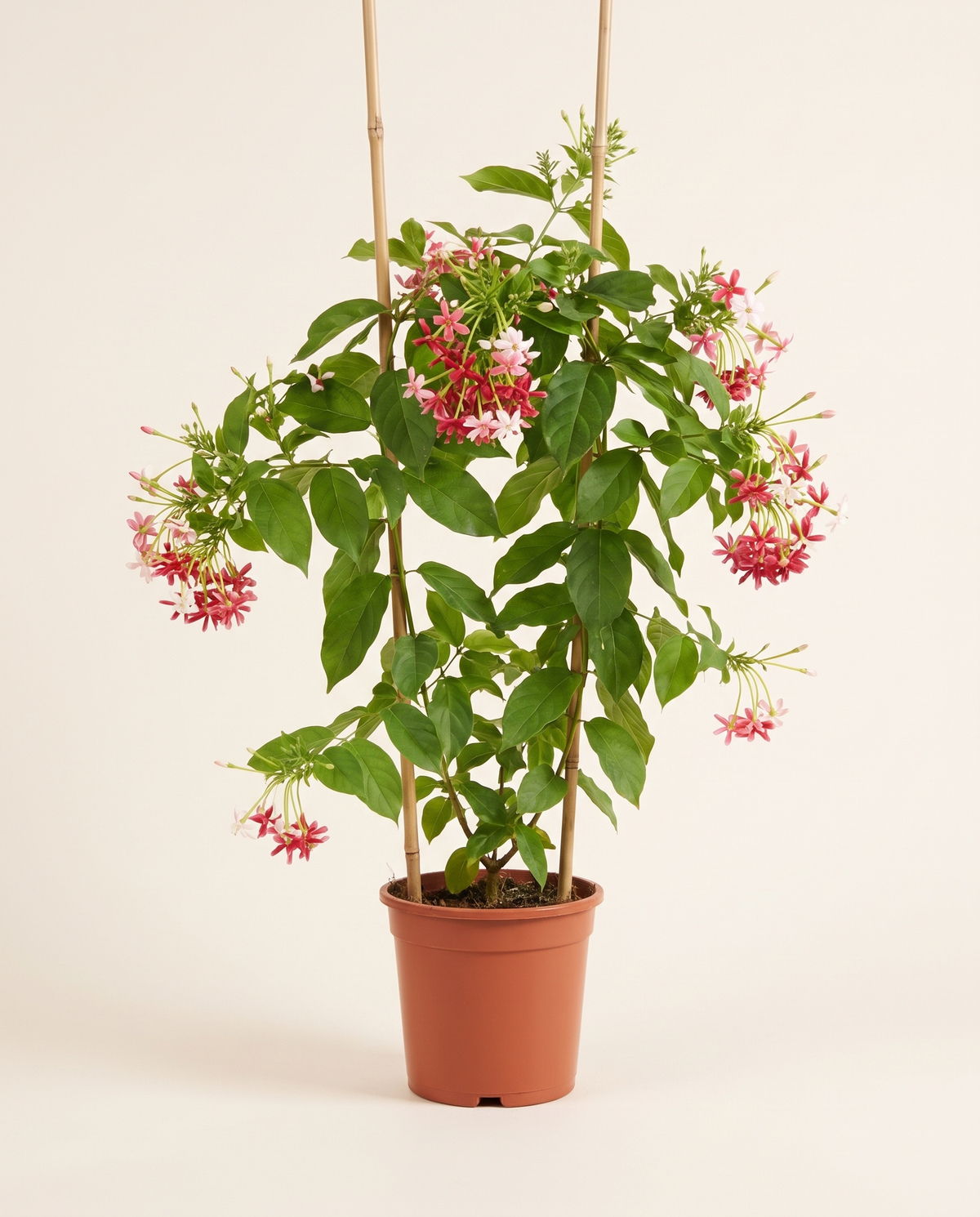 Jasmine Rangoon Creeper Pink-Red Cane Climber ياسمين