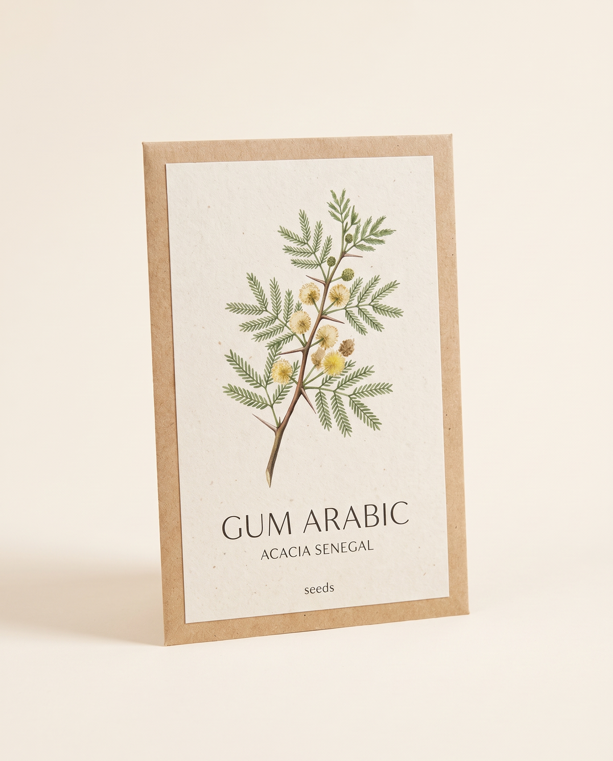 Gum Arabic Acacia senegal Tree Seeds 10 Seeds