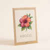 Hibiscus Shrub Seeds 25 Seeds