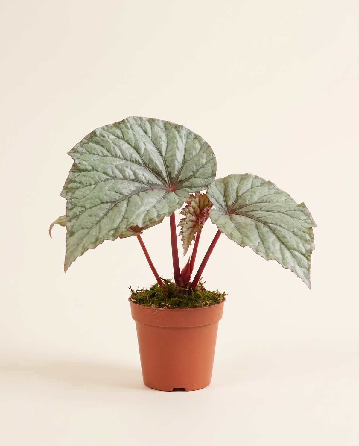 Begonia Lucifer بيغونيا