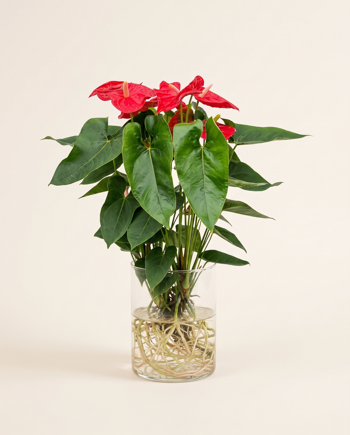 Anthurium Plant on Water - 14/25 نبتة أنثوريوم في الماء - 14/25