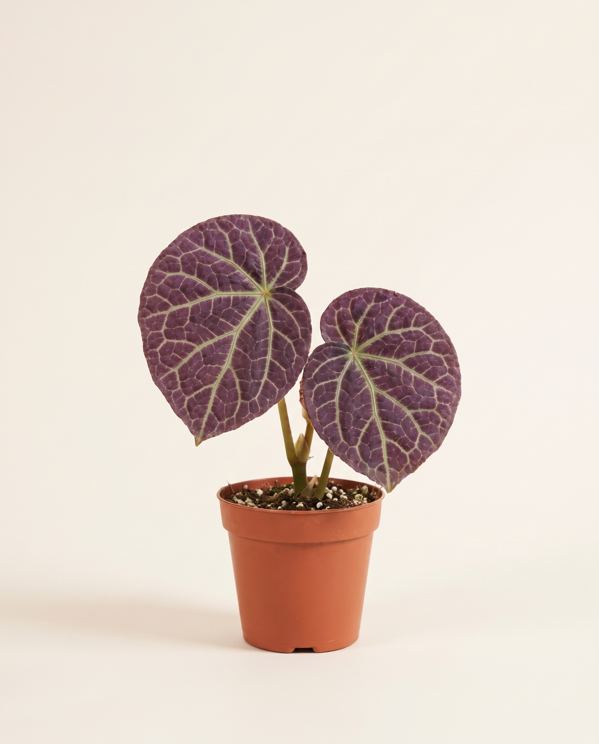 Begonia Phuthoensis بيغونيا فوثوينسيس